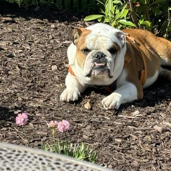 Dirty Deeds Pet Waste Services - Pet Waste Removal Near Me - Chester, Maryland