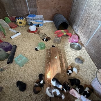 American Made Farm Sanctuary - Petting Zoos Near Me - Petaluma, California