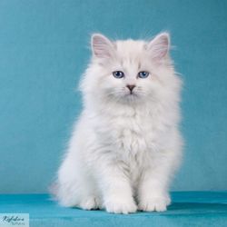 Royal Siberian Cats - Siberian kitten Julie Joy