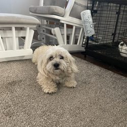 South Jersey Regional Animal Shelter - theo (shamus)