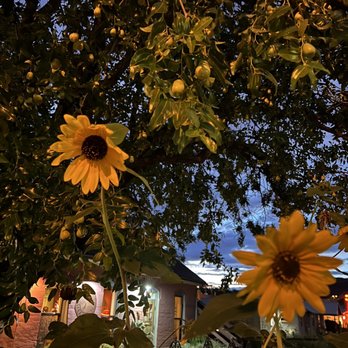 Desert Bistro - sunflowers in front of a restaurant - New American Near Me - Moab, Utah Desert Bistro - sunflowers in front of a restaurant - New American Near Me - Moab, Utah