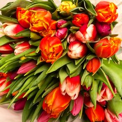 HOLLAND-BLUMEN.com