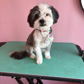 Grooming By Sami - Haircut - Pet Groomers Near Me - Casa Grande, Arizona Grooming By Sami - Haircut - Pet Groomers Near Me - Casa Grande, Arizona