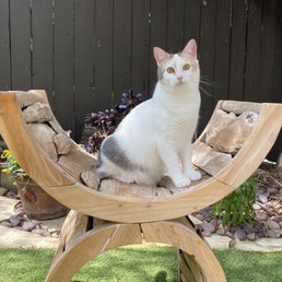 Cool teak chair