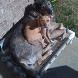 Compassion 4 Paws Veterinary Healing Center
