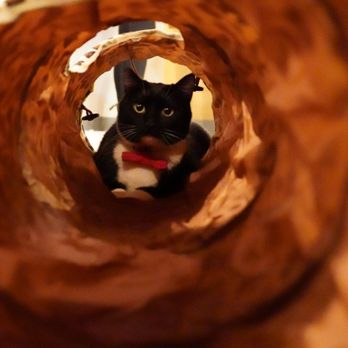 NEKO: A Cat Cafe - Cat - Themed Cafes Near Me - Seattle, Washington NEKO: A Cat Cafe - Cat - Themed Cafes Near Me - Seattle, Washington
