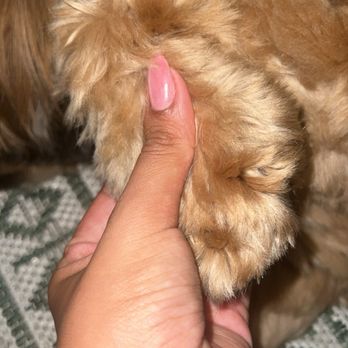 One Lucky Puppy #2 - Look at these - Pet Groomers Near Me - Berwyn, Illinois One Lucky Puppy #2 - Look at these - Pet Groomers Near Me - Berwyn, Illinois