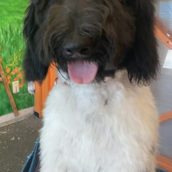 Doggie Dos  - Second visit at 6 months old. 1st body groom. Labradoodle puppy. - Pet Groomers Near Me - La Mesa, California