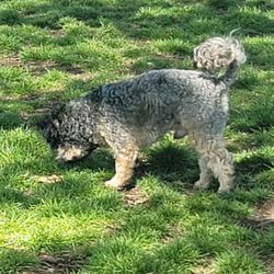 Penny's Memorial Dog Park