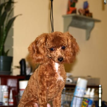 Ok Pet Grooming - Pet Groomers Near Me - Santa Clara, California Ok Pet Grooming - Pet Groomers Near Me - Santa Clara, California