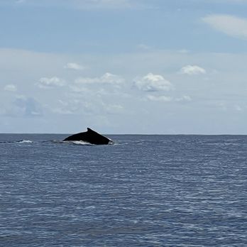 The Adventure Boat - Boat Charters Near Me - Honolulu, Hawaii The Adventure Boat - Boat Charters Near Me - Honolulu, Hawaii