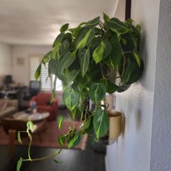 Pueblo - Thriving pair. It's twin (planted 4 feet to the other side) does not drain properly and is struggling