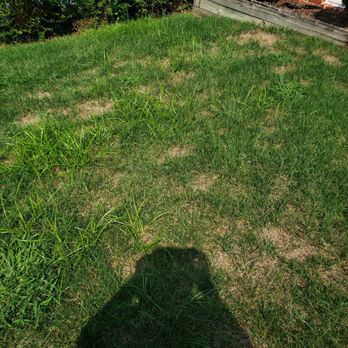 SML Services - Patches of brown.  Different types of grass? - Snow Removal Near Me