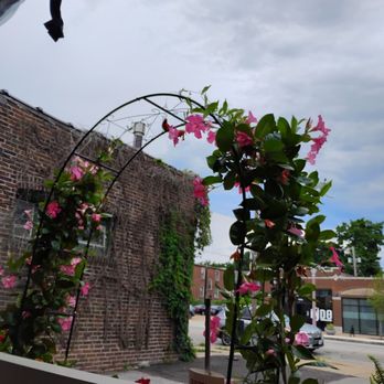 Taco Buddha - A Cardinal came by to say hi. (Trust me, he's there.) - Tacos Near Me - St. Louis, Missouri Taco Buddha - A Cardinal came by to say hi. (Trust me, he's there.) - Tacos Near Me - St. Louis, Missouri