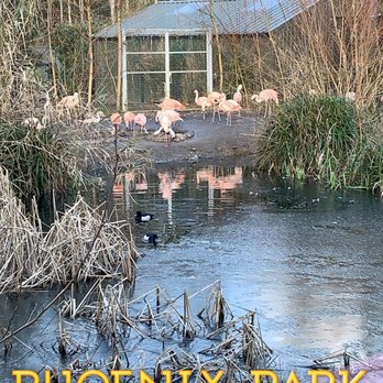 Dublin Zoo - Flamingos - Zoos Near Me - Dublin, D Dublin Zoo - Flamingos - Zoos Near Me - Dublin, D