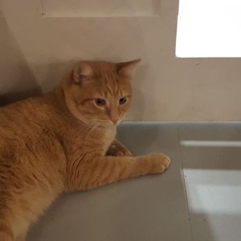 NEKO: A Cat Cafe - Themed Cafes Near Me - Seattle, Washington NEKO: A Cat Cafe - Themed Cafes Near Me - Seattle, Washington