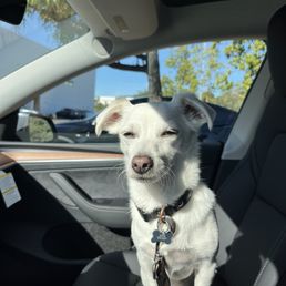 My dog was not impressed with the new car