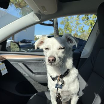 Tesla - My dog was not impressed with the new car - Car Dealers Near Me - Carlsbad, California