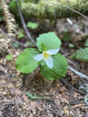 Lady Bird Johnson Grove Trail by null