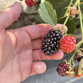 Thera Farms - Fresh blackberries - Farmers Market Near Me - Brentwood, New York Thera Farms - Fresh blackberries - Farmers Market Near Me - Brentwood, New York