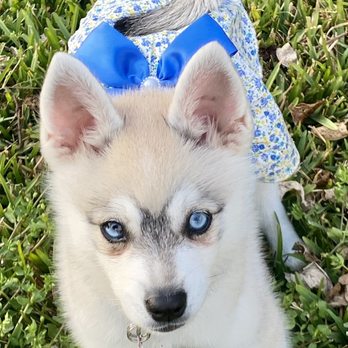 Kika's Klee Kai Huskies in Miniature - 12 wks old - Pet Breeders Near Me - Riverside, California Kika's Klee Kai Huskies in Miniature - 12 wks old - Pet Breeders Near Me - Riverside, California