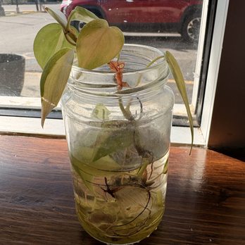 Berry To Bean Coffee House - cute plant - Coffee & Tea Near Me - San Antonio, Texas Berry To Bean Coffee House - cute plant - Coffee & Tea Near Me - San Antonio, Texas