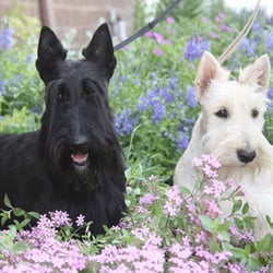 Elite Pet Grooming - Jack & Jill