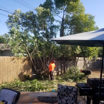 Golden Roots Tree Care - Tree Services Near Me
