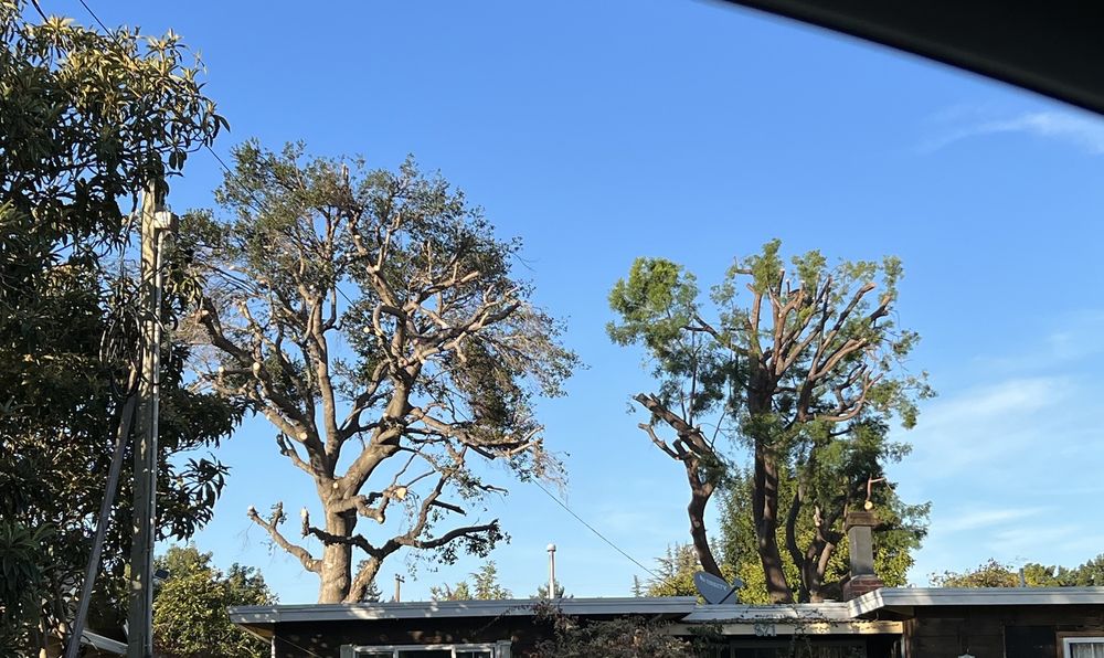 New Horizon Tree Service - tree service in San Jose, CA