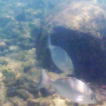 Poipu Beach - Some of the fish you can see while snorkeling at Poipu Beach - Beaches Near Me - Koloa, Hawaii Poipu Beach - Some of the fish you can see while snorkeling at Poipu Beach - Beaches Near Me - Koloa, Hawaii