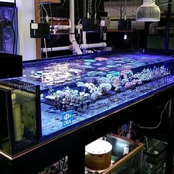 Reef Geeks - One of our well stocked coral displays.