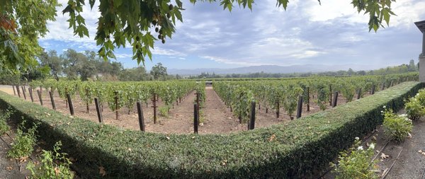 Staglin Family Vineyard by null