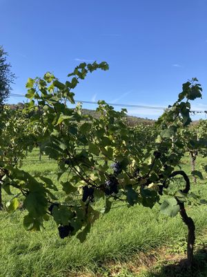 Denbies Wine Estate by null