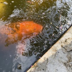 Plantation Botanical Garden - Koi you can feed