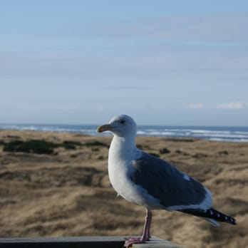 Inn at Discovery Coast - this is gus and the expansive ocean view from the deck, we like to believe the very same seagull has been visiting us throughout the years. - Hotels Near Me - Long Beach, Washington