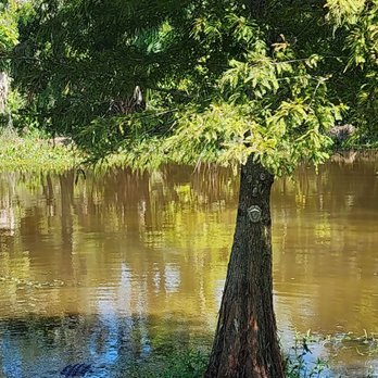 Restaurant des Familles - Tree next to gator - Cajun/Creole Near Me - Marrero, Louisiana
