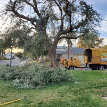 Elenes Tree Service - Just finishing up the job. - Tree Services Near Me - Rialto, California Elenes Tree Service - Just finishing up the job. - Tree Services Near Me - Rialto, California
