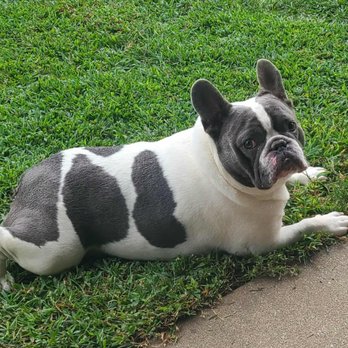 Mobile Mutts Rescue - Otis - Animal Shelters Near Me Mobile Mutts Rescue - Otis - Animal Shelters Near Me
