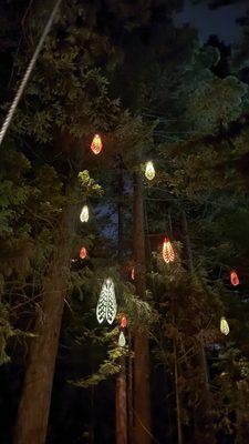 Redwoods Treewalk by null