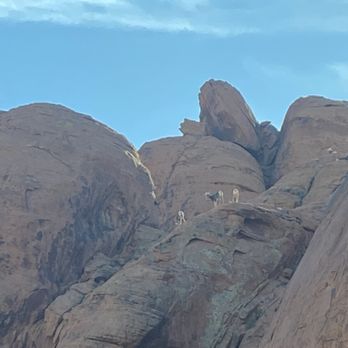 Pink Jeep Tours - Big horn sheep - Travel Services Near Me - Las Vegas, Nevada Pink Jeep Tours - Big horn sheep - Travel Services Near Me - Las Vegas, Nevada