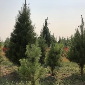 Silveyville Christmas Tree Farm - 10/03/2020: Live Christmas trees - Christmas Trees Near Me - Dixon, California Silveyville Christmas Tree Farm - 10/03/2020: Live Christmas trees - Christmas Trees Near Me - Dixon, California