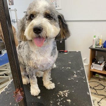 Pikaso Pet Spa - Pet Groomers Near Me - Plainfield, Illinois