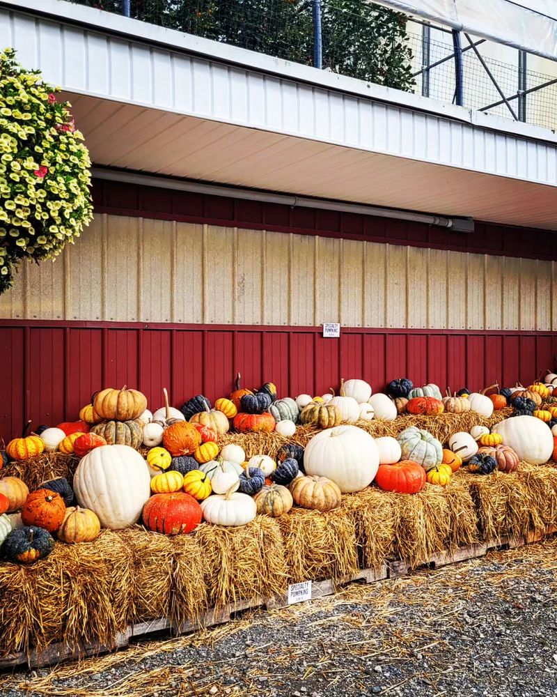 Cider Hill Farm Image
