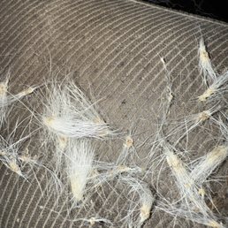 Foxtails embedded in my dog's fur that the vet claims is allergy related. Foxtails embedded in my dog's fur that the vet claims is allergy related.