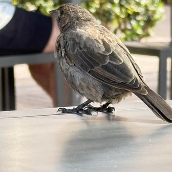 Burnt Crumbs - Little birdies awaiting your crumbs. - New American Near Me - Irvine, California