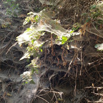 Chamna Natural Preserve - Huge webbing. - Hiking Near Me - Richland, Washington Chamna Natural Preserve - Huge webbing. - Hiking Near Me - Richland, Washington