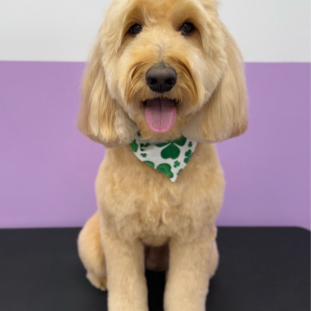 Pawssentials - kyla st paddys - Pet Groomers Near Me - Milpitas, California