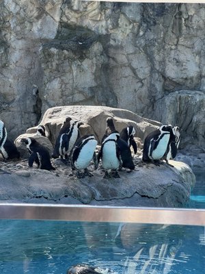 Mystic Aquarium by null