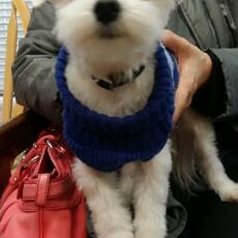 Petian - Had to cut/shave his ears because of knots. I'm such a terrible dad. - Pet Groomers Near Me - Fullerton, California