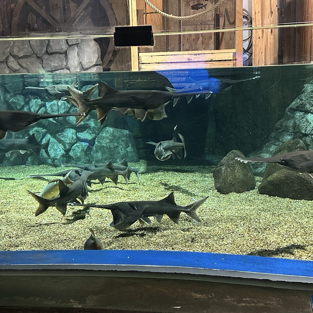 OdySea Aquarium - Aquariums Near Me - Scottsdale, Arizona OdySea Aquarium - Aquariums Near Me - Scottsdale, Arizona